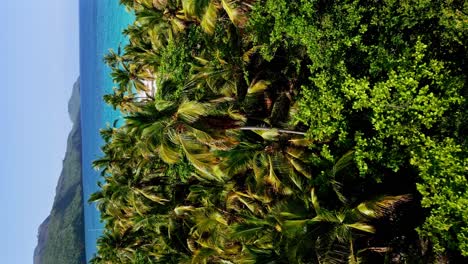 Antena-Vertical-Sobre-Dosel-De-Palmeras-Hacia-El-Océano-Turquesa-Y-Playa-Rincón