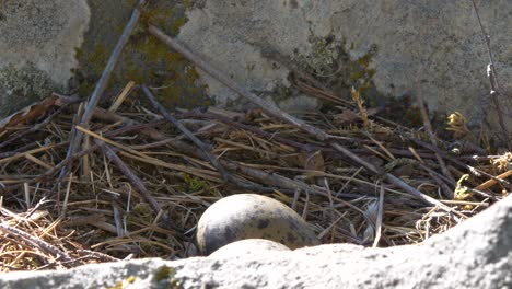 cerca de una gaviota sentada y despegando de su nido de huevos.
