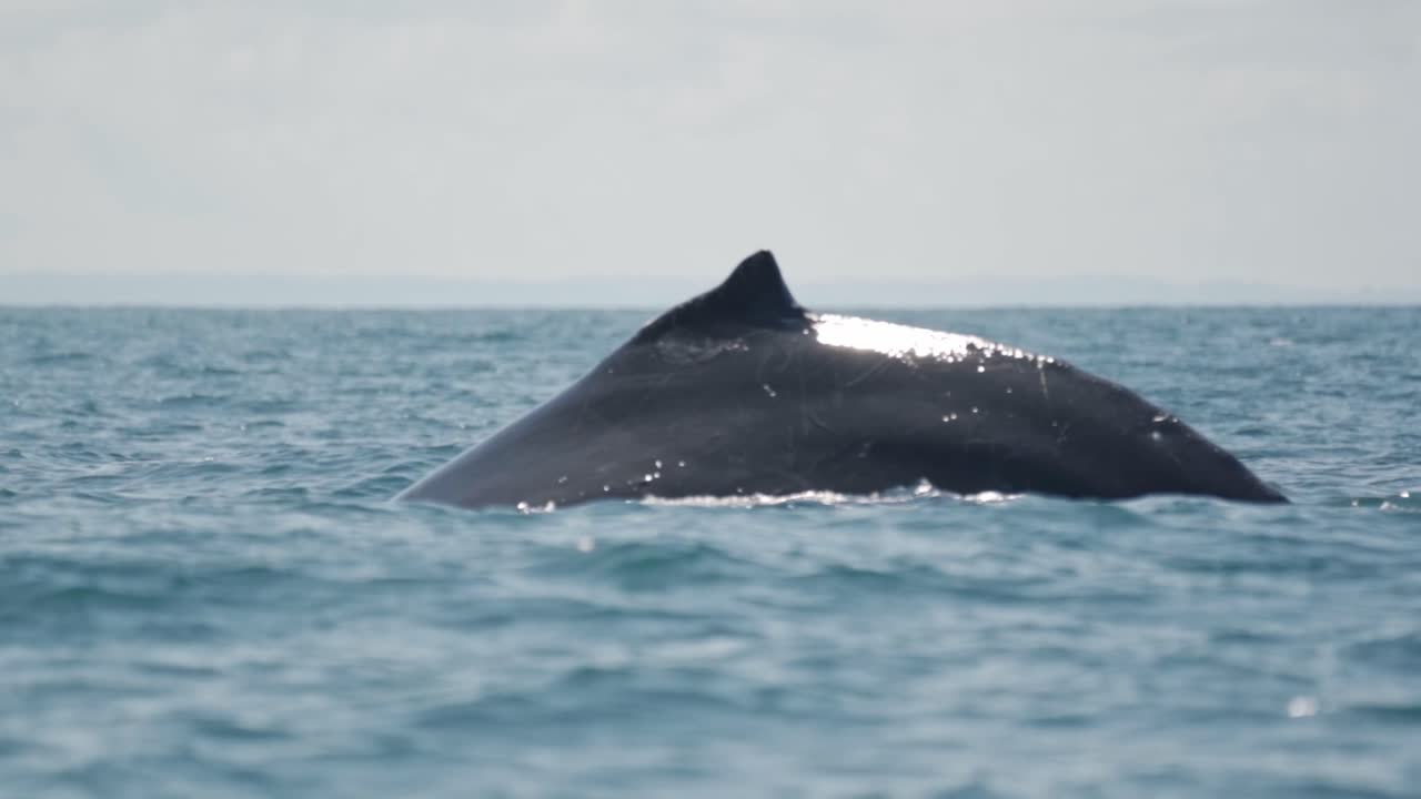 A graceful humpback whale begins a deep dive into the Pacific Ocean off the coast of Uvita, Costa Rica