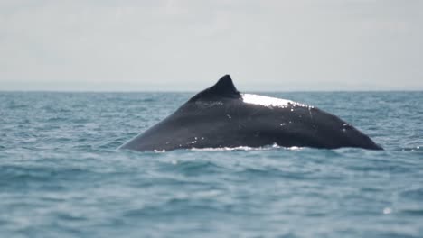 a graceful humpback whale begins a deep dive into the pacific ocean off the coast of uvita, costa rica