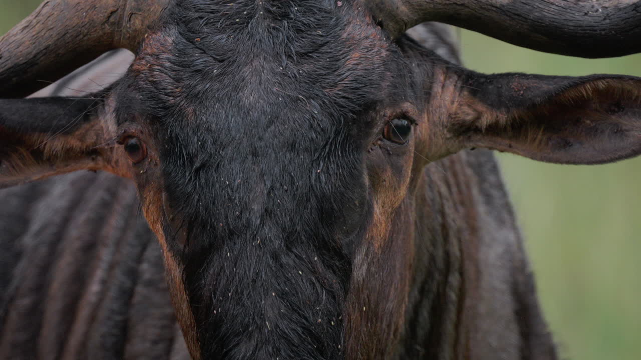 Close-up of a Wildebeest's Head