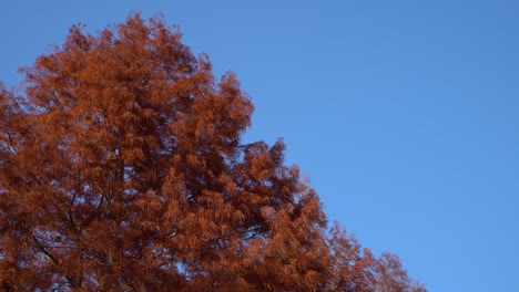 brown dawn redwood tree in fall foliage against perfect clean blue sky