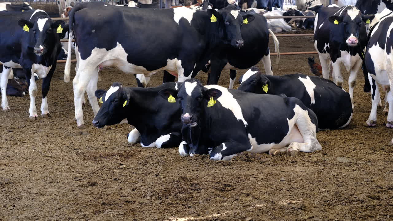 Innovative Dairy Farming: Efficient and Sustainable Practices farming