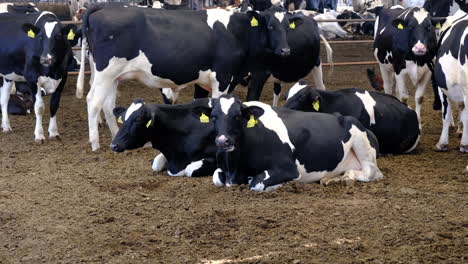 innovative dairy farming: efficient and sustainable practices farming