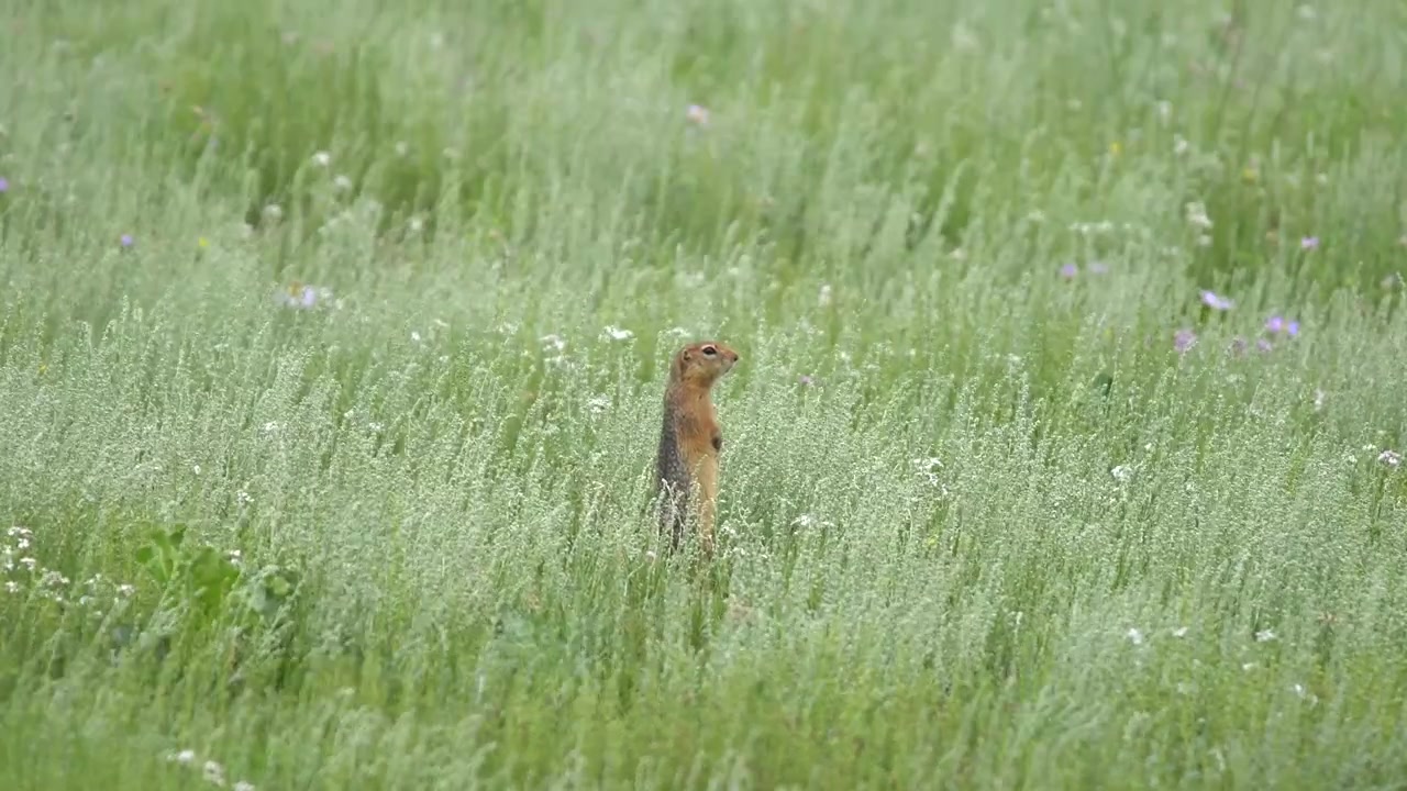 A ground squirrel standing alert in a grassy meadow