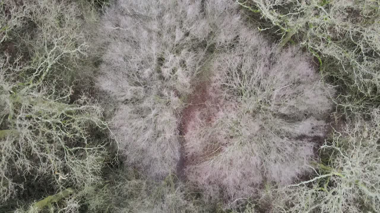 Aerial overhead woodland in winter bare trees with muddy path.