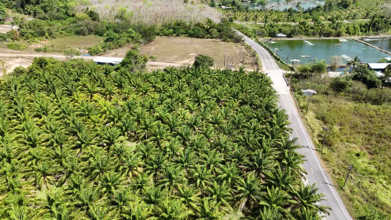 Aerial View of a Palm Oil Plantation and Surrounding Landscape