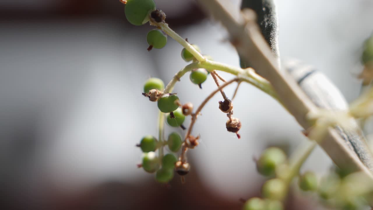 햇빛 동안 야외에서 자라는 녹색 올리브가 있는 올리브 가지의 거시적 전망