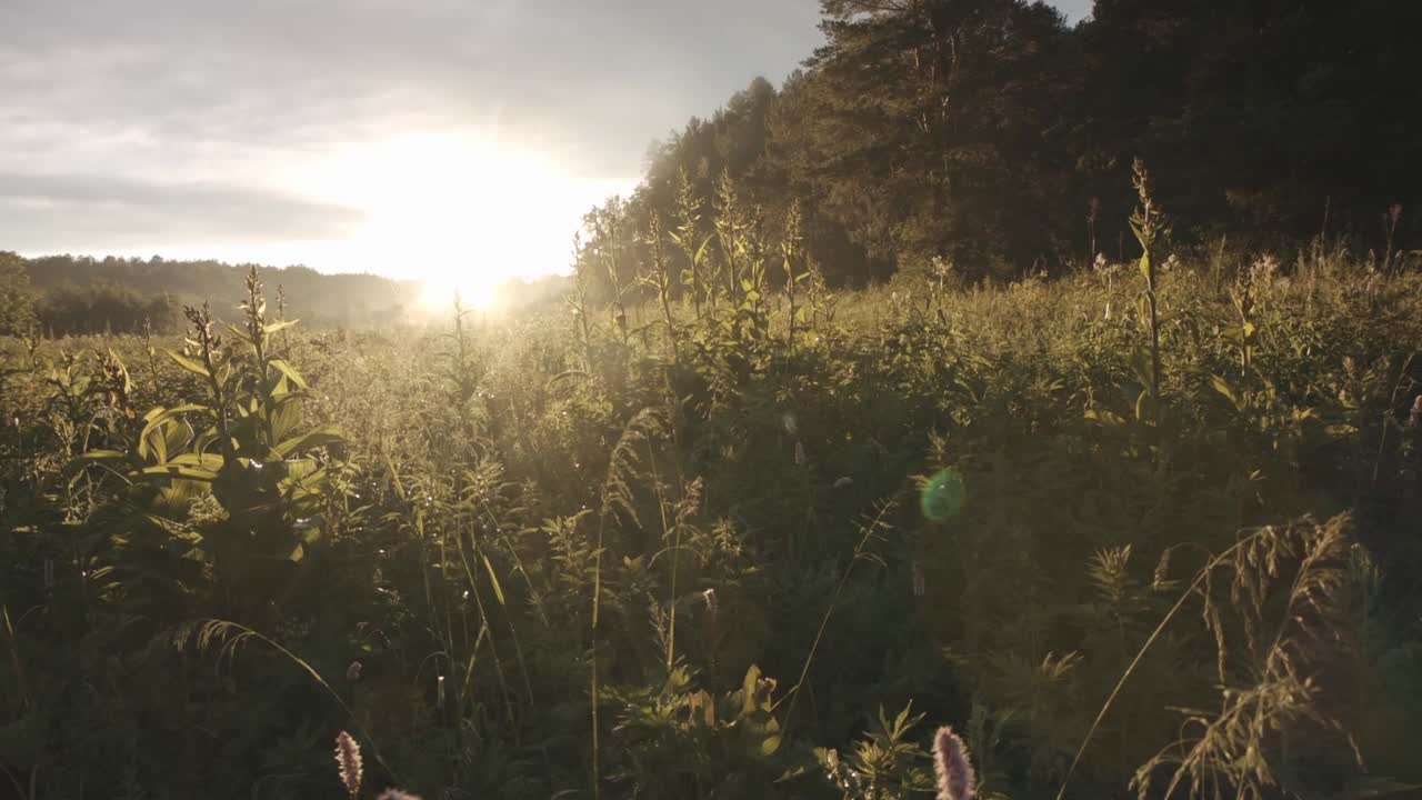 초원 에서 해가 뜨는 것