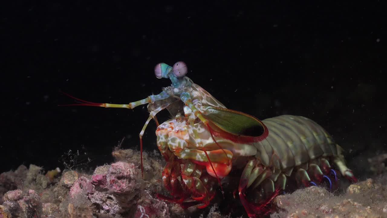 밤에 산호초를 걷고 있는 사마귀 새우