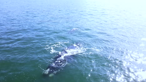 High-key-close-aerial-shot-of-southern-right-whale-spouting-in-iconic-V-shape