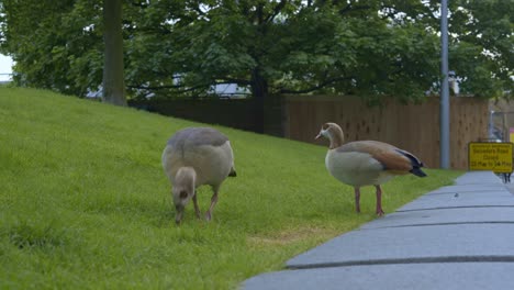 Zwei-Enten-Auf-Der-Wiese.-Nahaufnahme