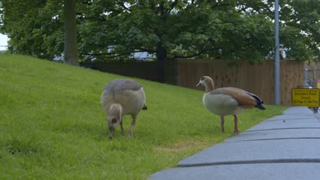 two ducks on meadow. close-up