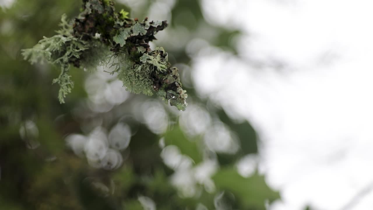 заснеженный лишайник и мох, обвивающий ветку дерева в ветреный день