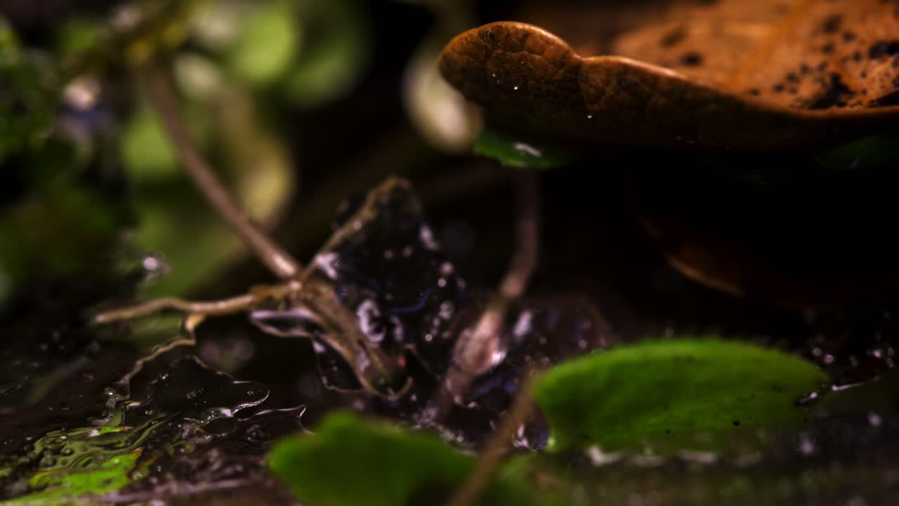 녹는 식물 위에 얼어붙은 얼음