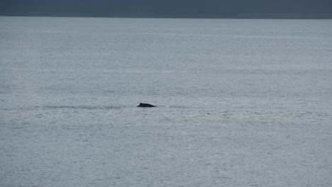 Canada-inside-passage,,-Icy-Strait-Point