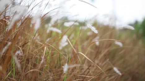 natural meadow grass swayed by wind blow