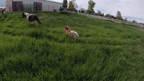 Miniature-horses-playing-and-running-in-a-grass-pasture