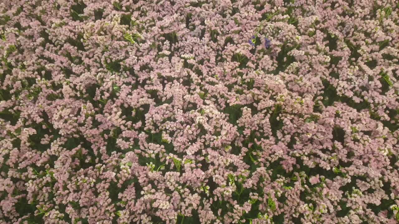 ceanothus california lilacs planta espinosa para la decoración de la casa