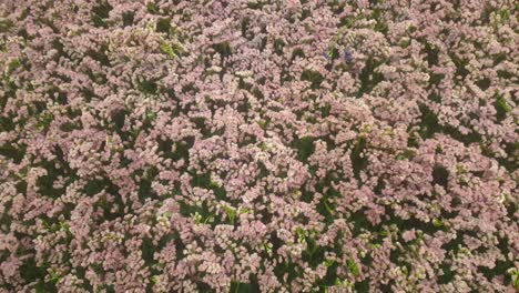 ceanothus california lilacs planta espinosa para la decoración de la casa
