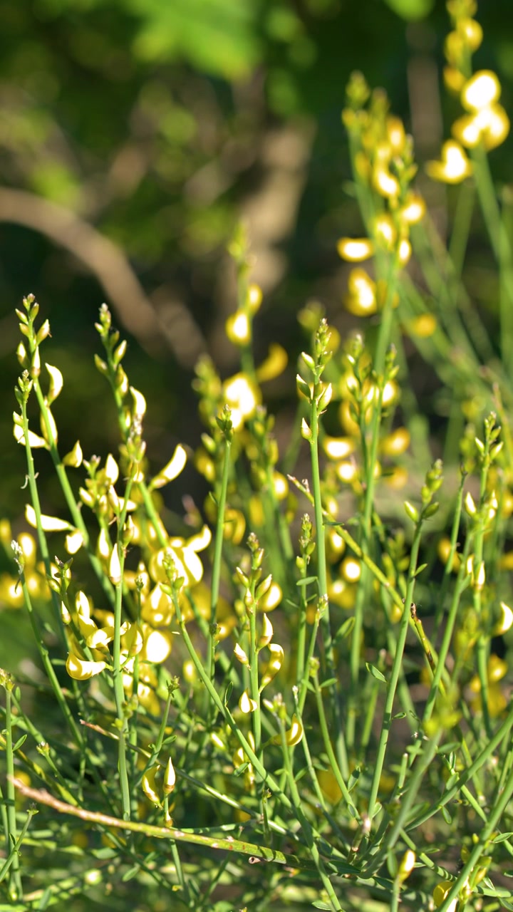 Primo piano di fiori gialli di ginestra che ondeggiano delicatamente sotto la luce solare intensa con uno sfondo verde sfocato.