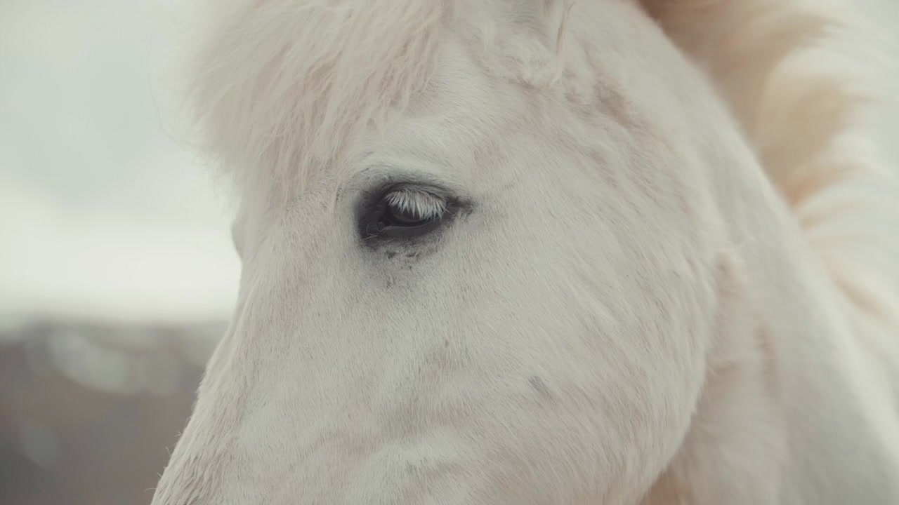 Retrato de cerca del ojo de un caballo blanco