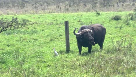 búfalo africano del cabo pastando en la hierba fresca de la sabana, la vida silvestre de kenia