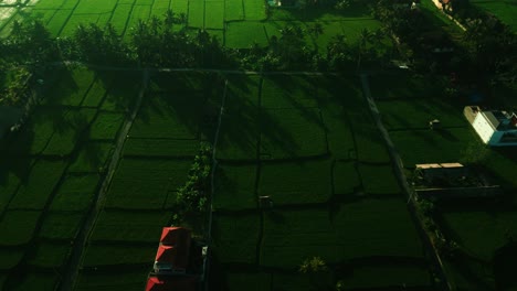 Bali-üppige-Reisfelder.-Filmisches-Drohnenvideo