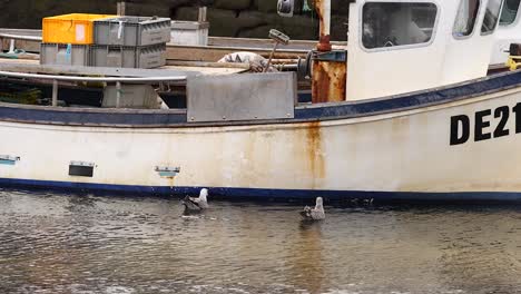 seagulls interact near a docked fishing boat