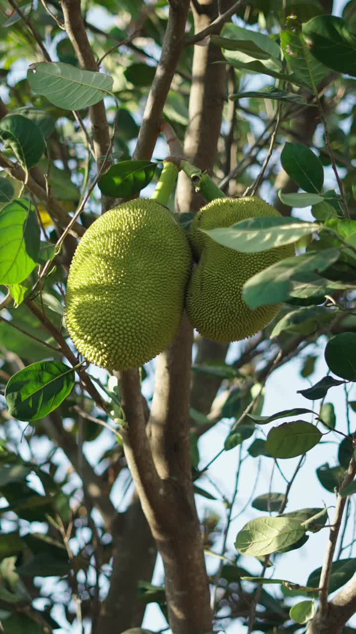 Jackfruit on a Tree