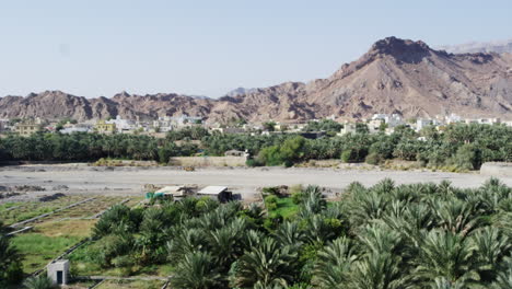 palm tree plantation in front of arid hills in fanja, oman, wide shot tilt up