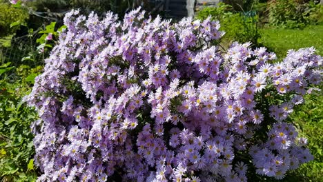 Multiple-honey-bees-flying-around-blue-flowers