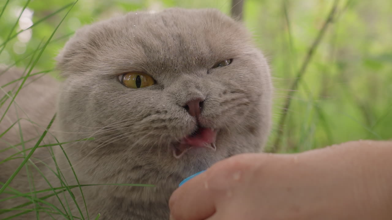Cat Investigates Owner, Feline Examines Human Hand Closely, Gray Cat Sniffs And Inspects Its Owner Carefully, Gray Cat Sniffs Deeply And Investigates Hand Of Its Human Caretaker With Interest