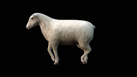 una oveja caminando sobre un fondo negro, animación 3d, animales animados, animación de bucle sin costura