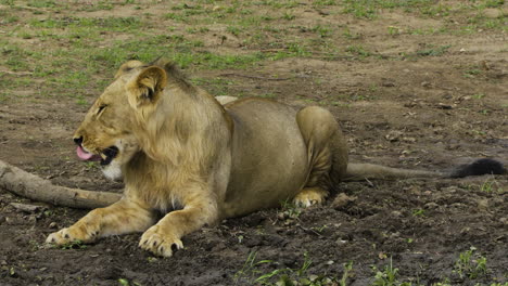 male lion yawning in open grassland