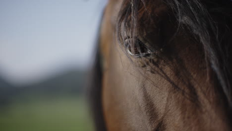 close-up of a horse's eye and mane