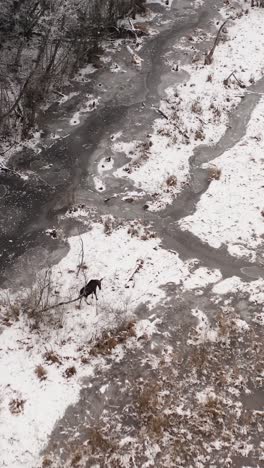 vertical aerial view of a moose eating branches in a icy and snow covered winter landscape. wildlife animals in winter. elk walking near forest in a swampy area.