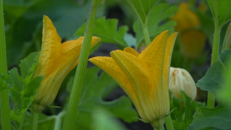 the zucchini or baby marrow is a summer squash, a vining herbaceous plant whose fruit are harvested when their immature seeds and epicarp are still soft and edible