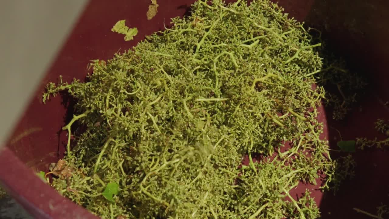 Cumulo di raspi e tralci d'uva freschi e verdi all'interno di un contenitore rosso dopo la vendemmia.