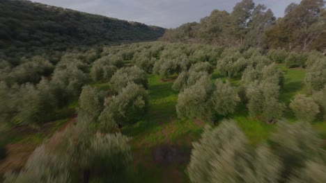 A-fast-drone-shot-circles-an-olive-grove-and-speeds-down-a-dirt-road-along-the-Guadalquivir-River-in-southern-Spain