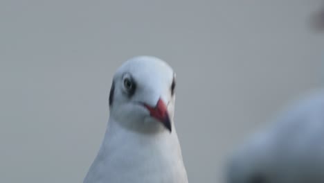 seagull portrait, bang pu, samut prakan, thailand