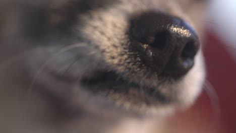 dog smelling