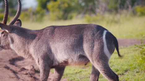 Male-Waterbuck-antelope-with-wagging-tail-striding-in-savannah-grass