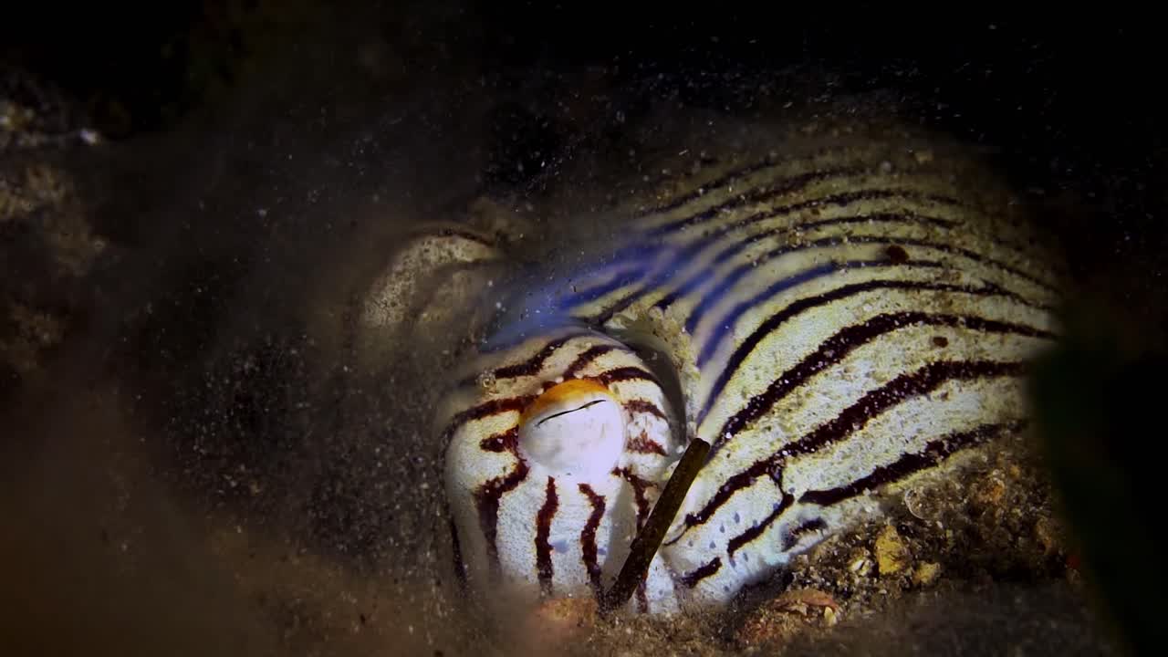 Striped Pyjama Squid Sepioloidea lineolata 4k 25fps