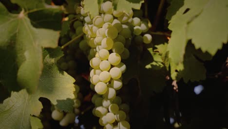 White grapes in vineyard with close up shot