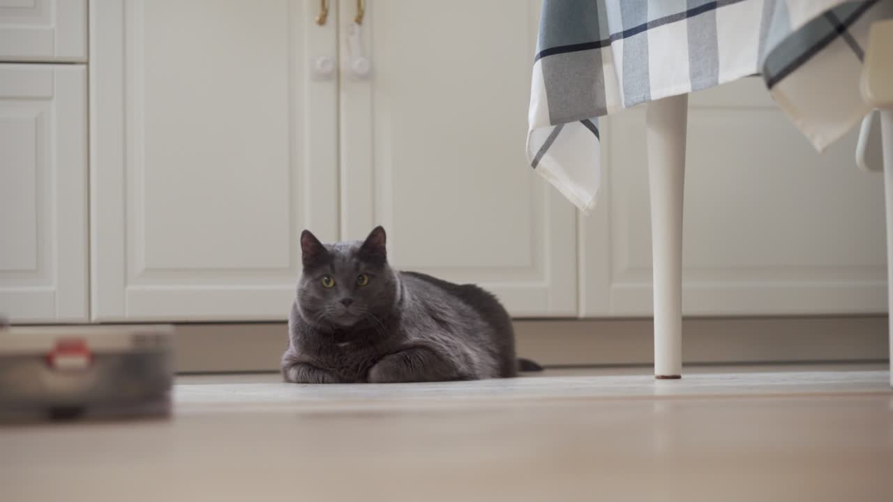 작업하는 로 진공청소기 에 앉아있는 성인 회색 고양이, 아파트의 바닥을 청소하는 색 로 진소기.