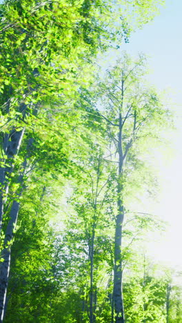 a forest in summer