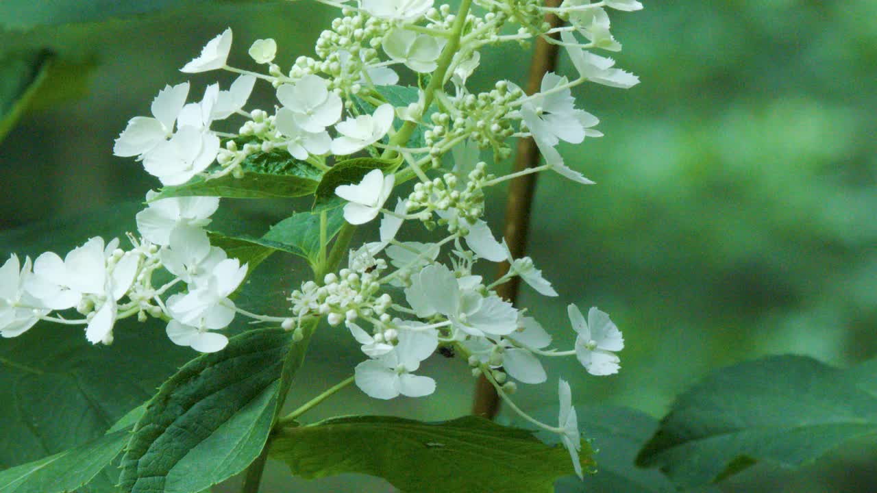 Close-up of white hydrangea flowers and green leaves moving slightly in soft natural light