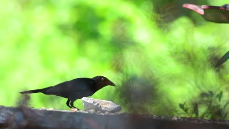 grackle bird eats seeds from a shell dish in florida