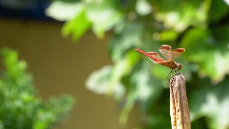 Firecracker-Skimmer-Red-Dragonfly-Perched-on-Rot-Dry-Plant-and-Resting-tailed-up,-side-view,-South-Korea,-Geumsan-city